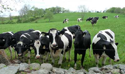 Happy Cows. Bet Zimmerman photo