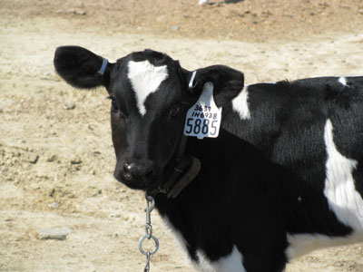 Fairvue Farms calf. Photo by Bet Zimmerman.