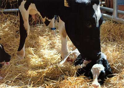 Photos by Foosa (Erika) - mother and calf born at the Woodstock Fair birthing center