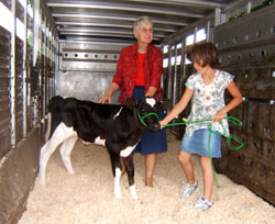 Naomi helps with the Heifer Project.  Photo by Eli Donahue