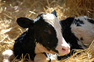 Photos by Foosa.  Baby Calf borns at the calving center at the Woodstock Fair.